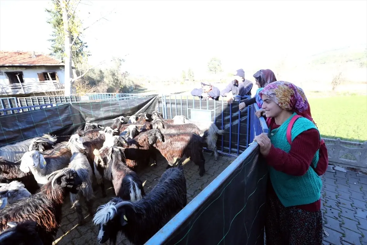 Muğla Büyükşehir Belediyesi, kadın üreticilere kıl keçisi dağıttı