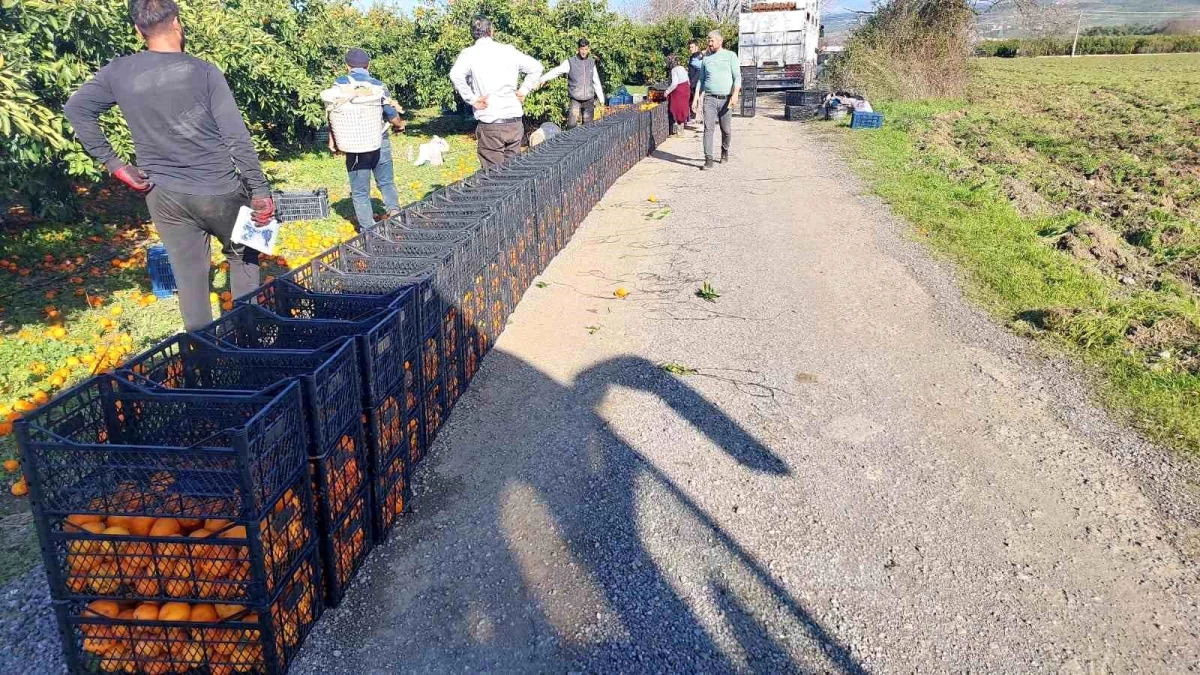 Seferihisar Belediyesi, Malatya\'daki depremzedelere 15 ton mandalina gönderdi