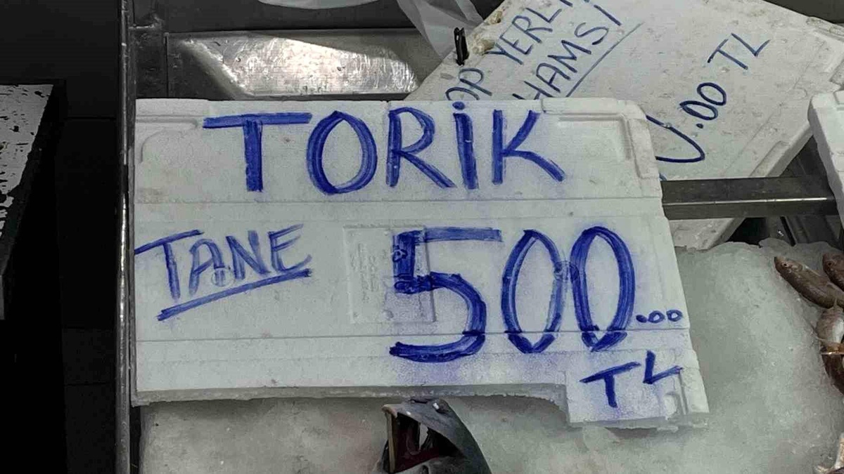 Sinop\'ta 3-5 kilogram ağırlığındaki torikler 500 TL\'den satılıyor
