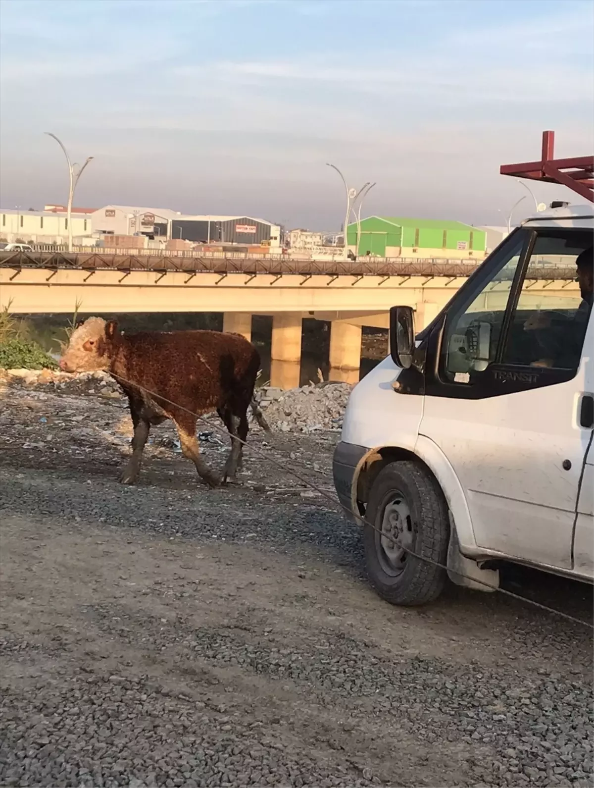 Antakya\'da Asi Nehri\'ne düşen büyükbaş hayvan itfaiye ekiplerince kurtarıldı