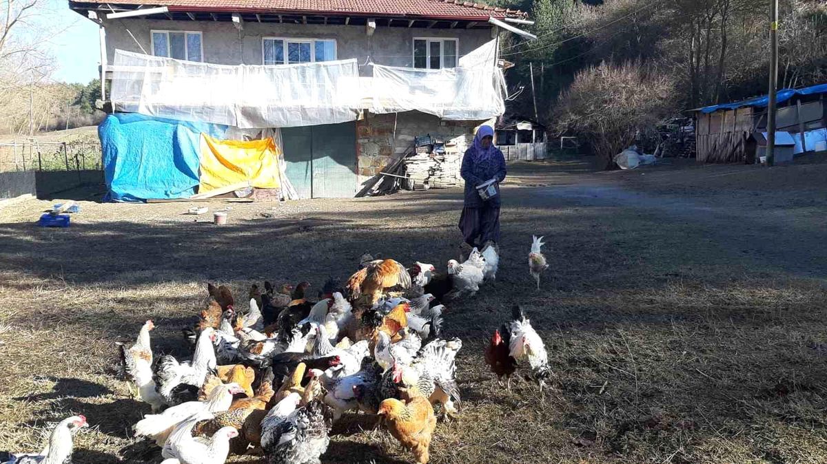 Bolu\'da Hobi Olarak Tavuk Yetiştiren Çift, Yumurta Üreticiliğine Başladı