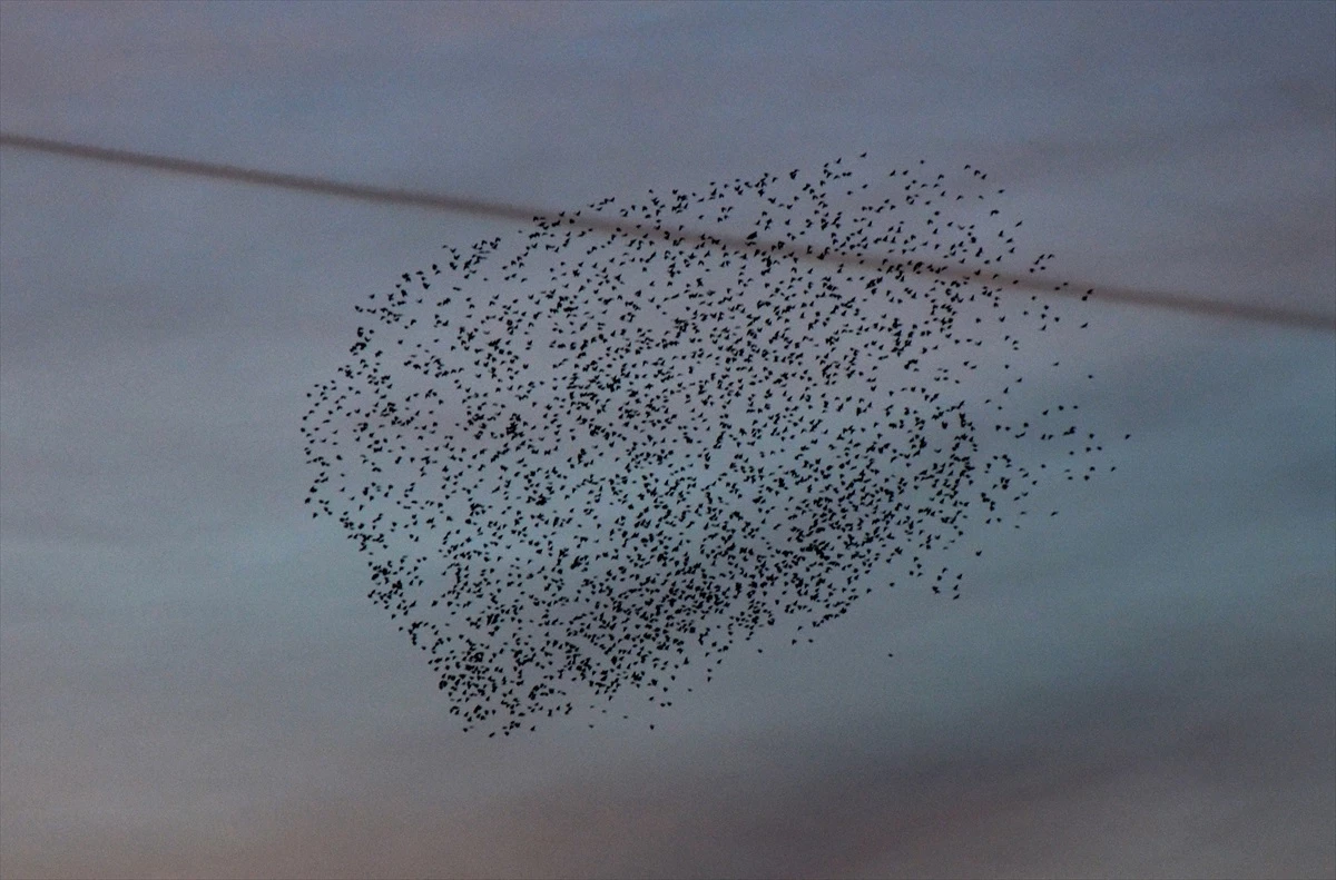 Kars\'ın Sarıkamış ilçesinde gün batımında kuşların dansı