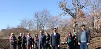 Bursa Keles'te Örnek Salep Bahçesi Oluşturuldu