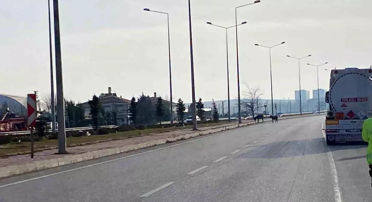 Konya\'da tır başıboş eşeklere çarptı