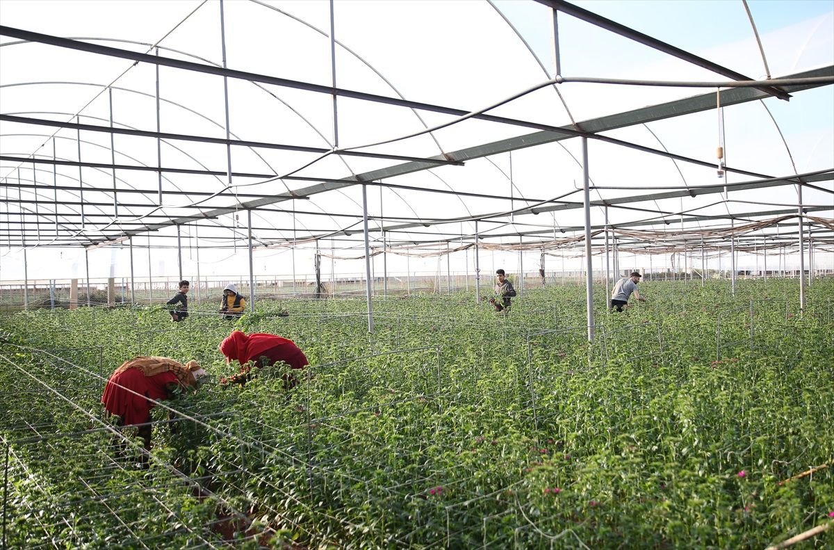 Antalya Ticaret Borsası, Tarım Alanlarında Karbon Ayak İzini Ölçen Yazılımdan 14 Bin 185 Üretici Faydalandı