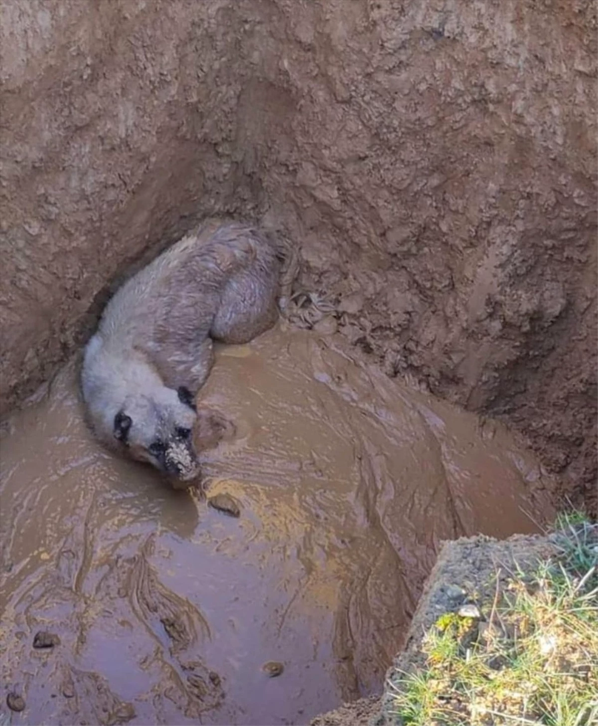 Bingöl\'ün Genç ilçesinde çamur dolu çukurdan kurtarılan köpek sağlığına kavuştu