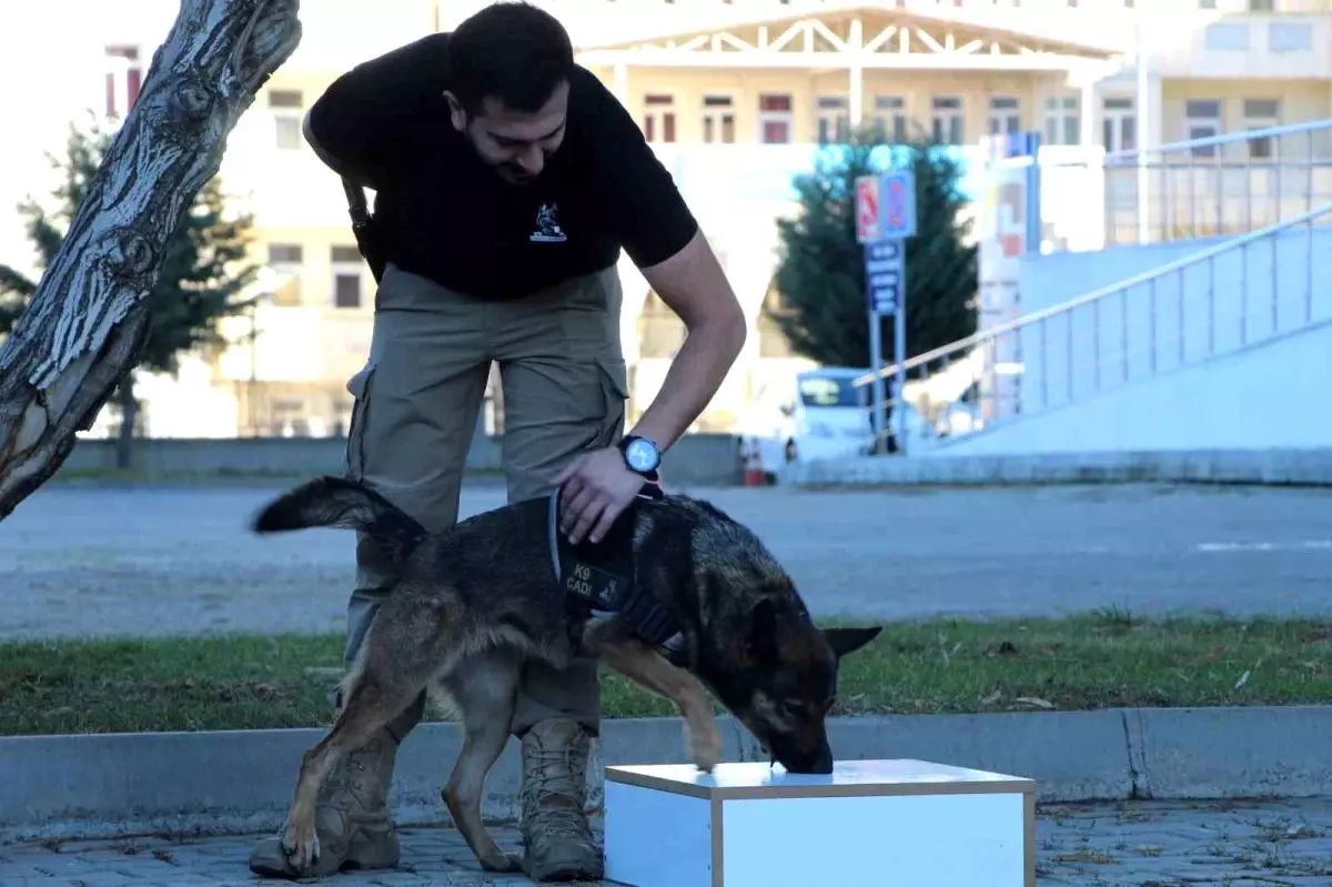 Bingöl İl Emniyet Müdürlüğü\'nün Köpekleri Uyuşturucuya Geçit Vermiyor