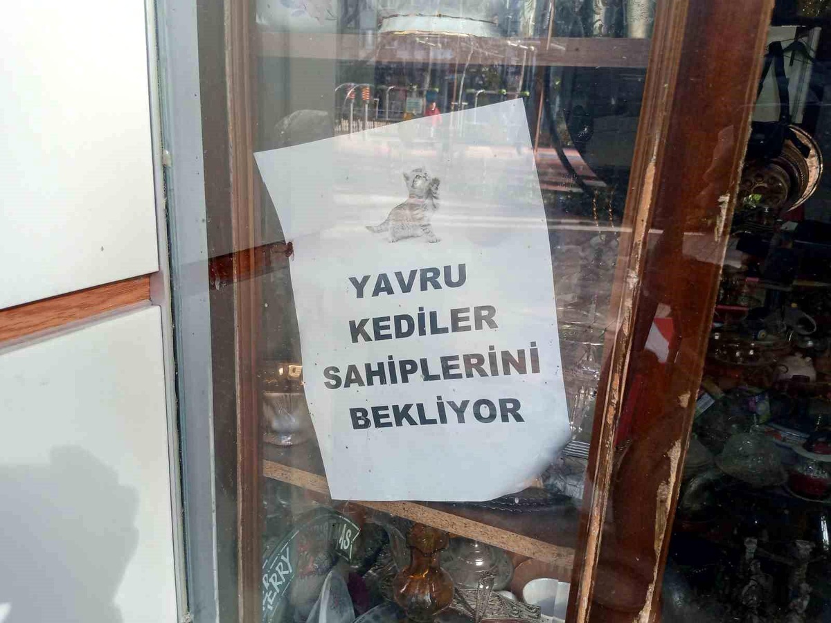 Eskişehir\'de Esnaf Kedilere Kapısını Açtı