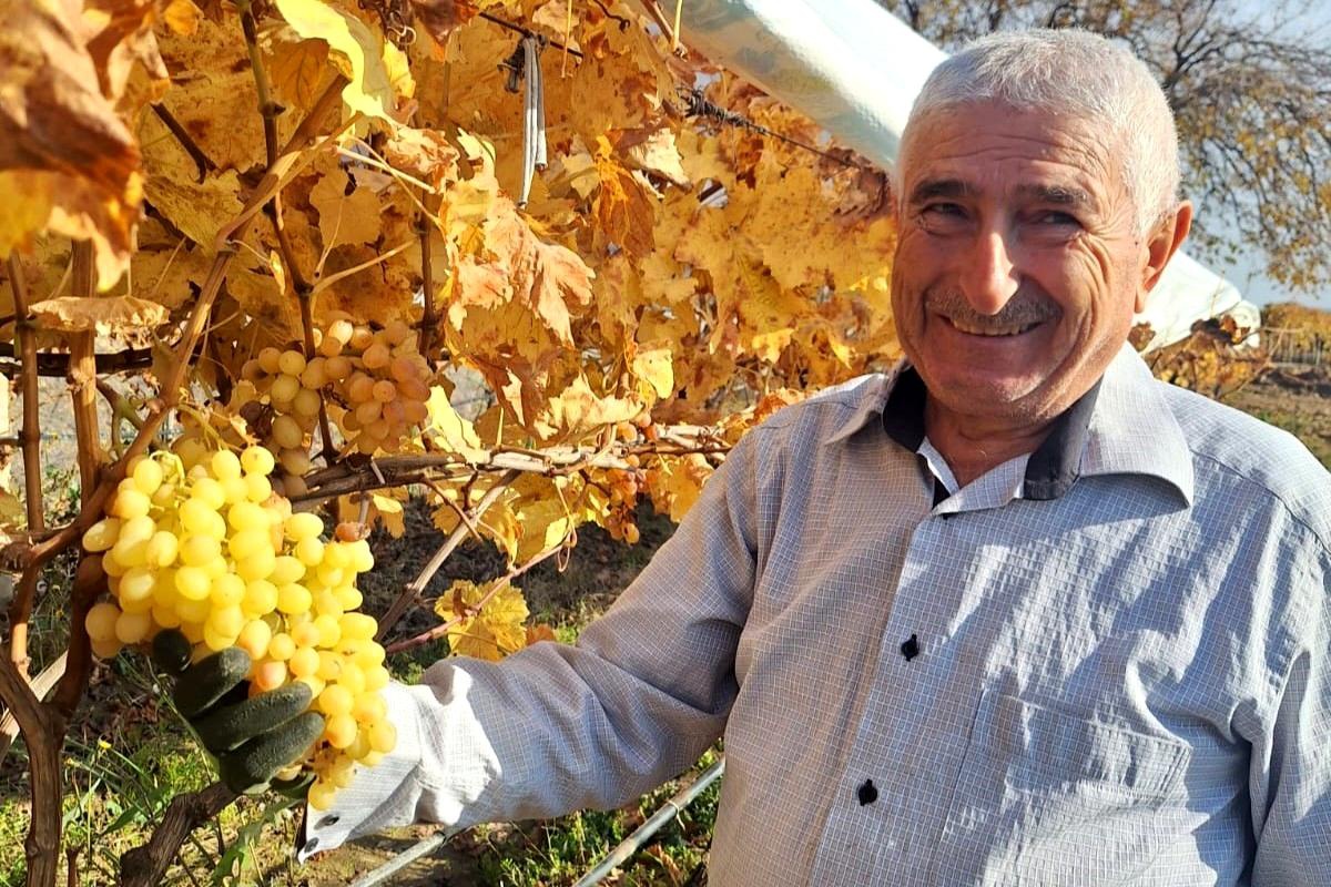 Manisa\'da Üzüm Üreticisi Yılbaşı Akşamı Üzüm Hasadı Yaptı