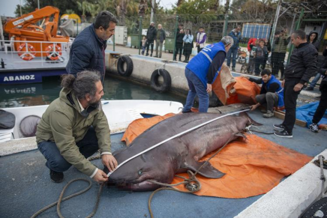 Mersin'de 4 Metrelik 400 Kilogramlık Ölü Köpek Balığı Kıyıya Vurdu