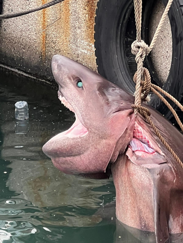 Mersin'de 4 Metrelik 400 Kilogramlık Ölü Köpek Balığı Kıyıya Vurdu