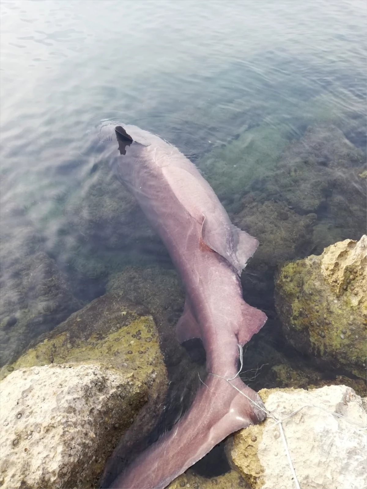 Mersin\'de altı solungaçlı köpek balığı kıyıya vurdu