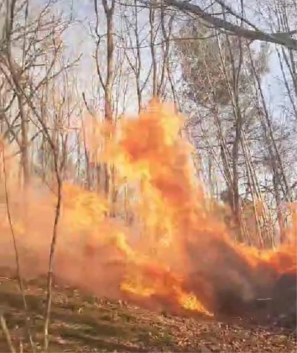 Sakarya Karasu\'da Ormanda Yangın Çıktı