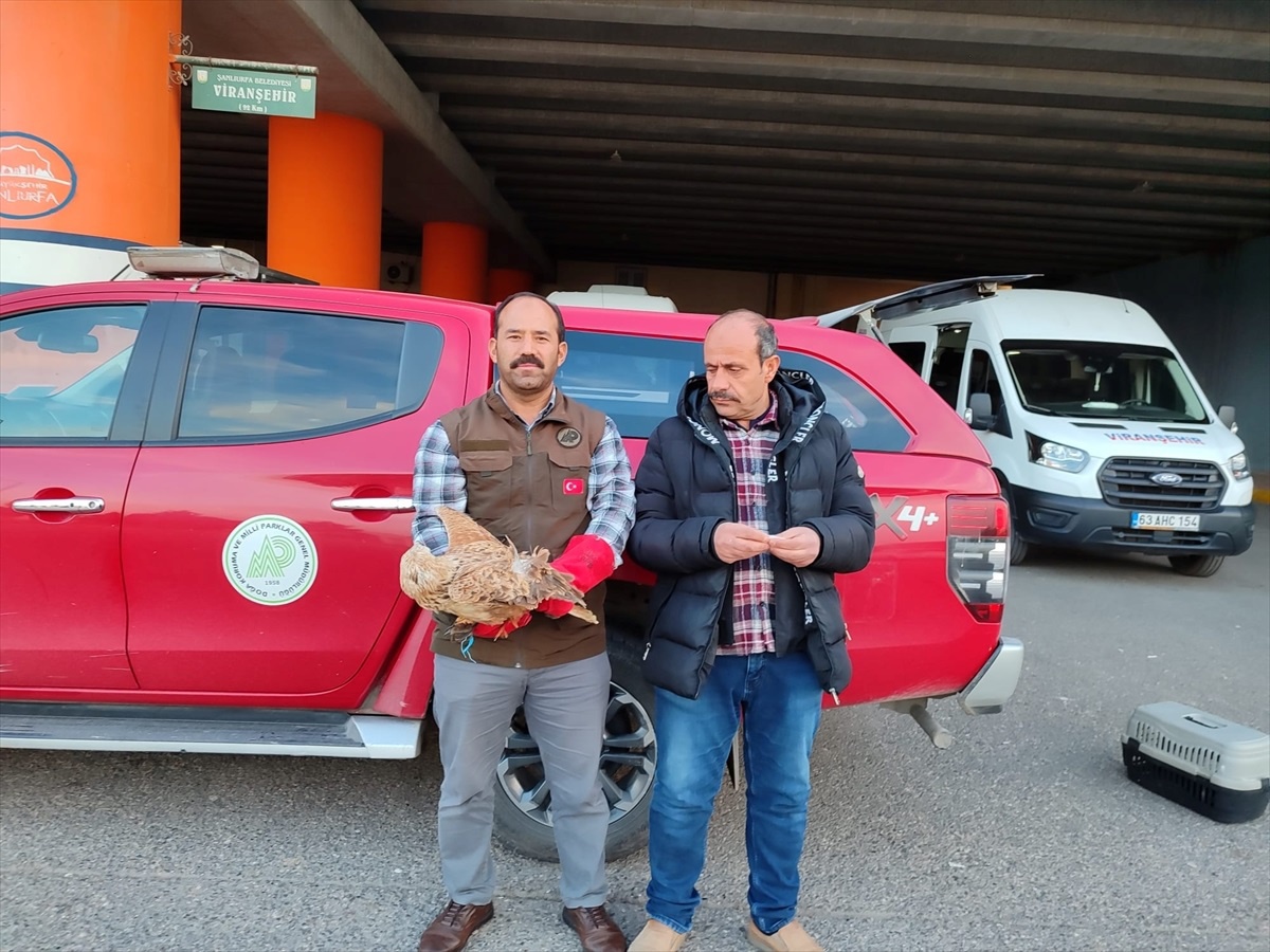 Şanlıurfa\'da Tedavi Edilen Kızıl Şahin Doğaya Bırakıldı