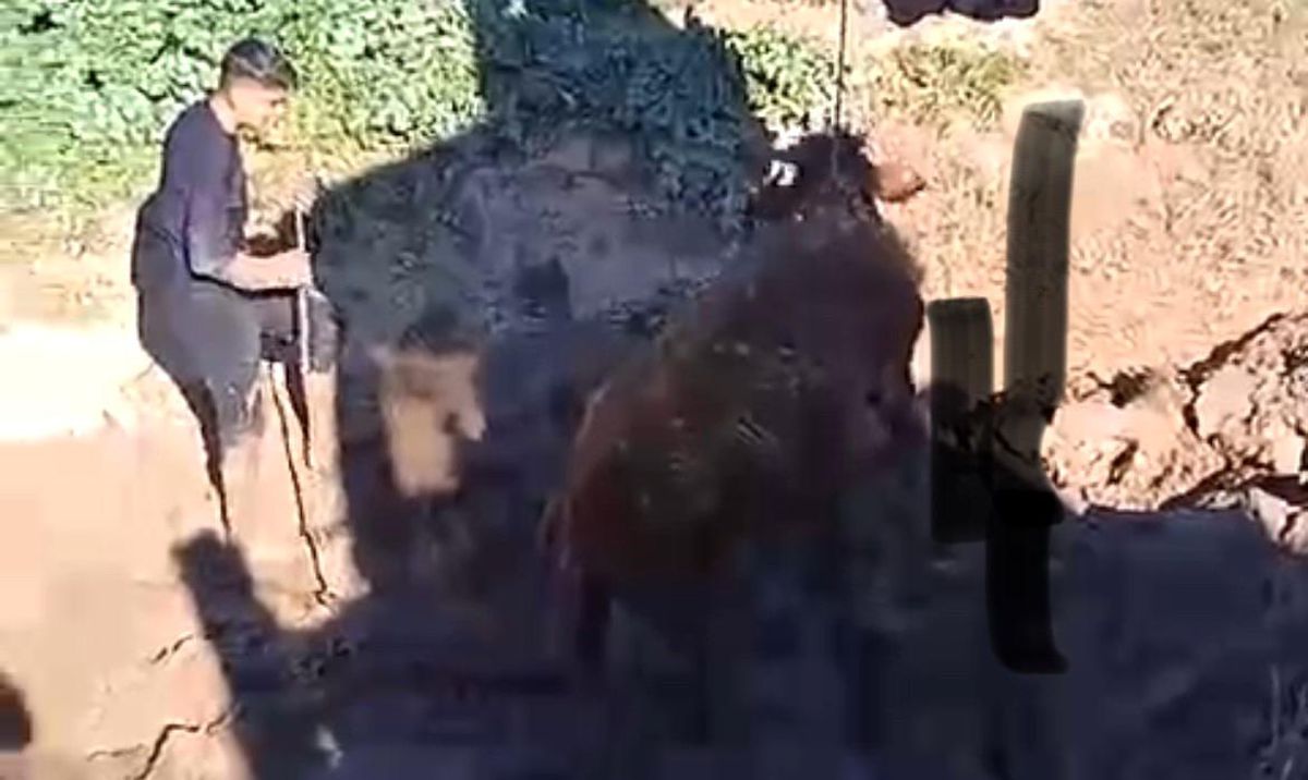 Şırnak\'ta kaybolan inek kepçe yardımıyla kurtarıldı