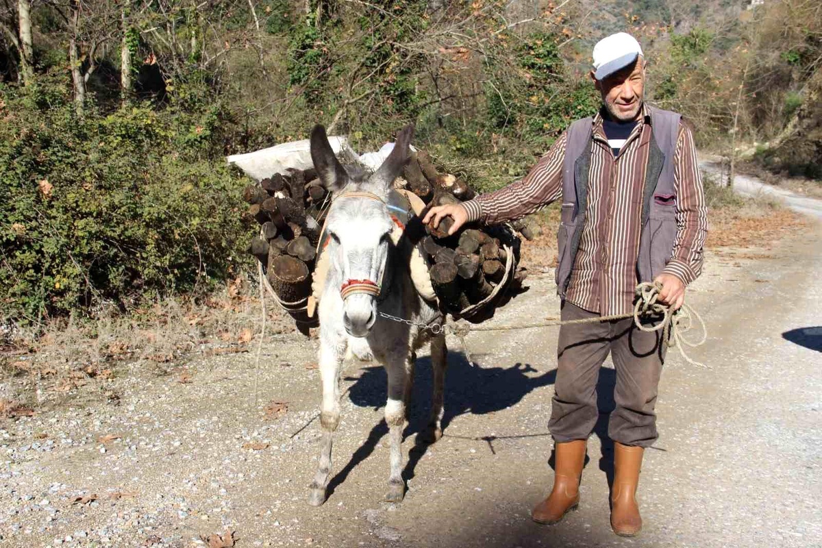 Aydın\'da 63 yaşındaki üretici, araç kullanamadığı için eşekle yük çekiyor