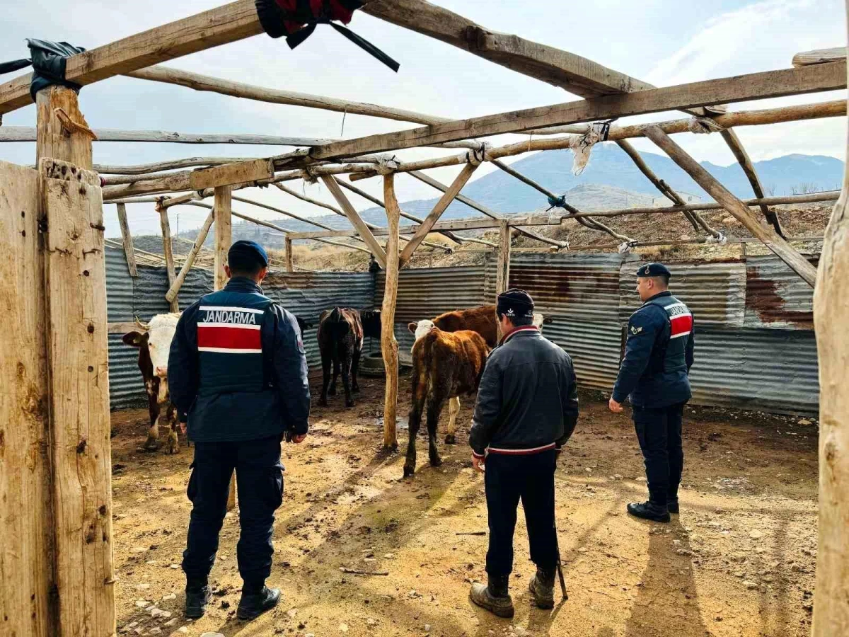 Adıyaman İl Jandarma Komutanlığı, İHA ile kaybolan büyükbaş sürüsünü buldu