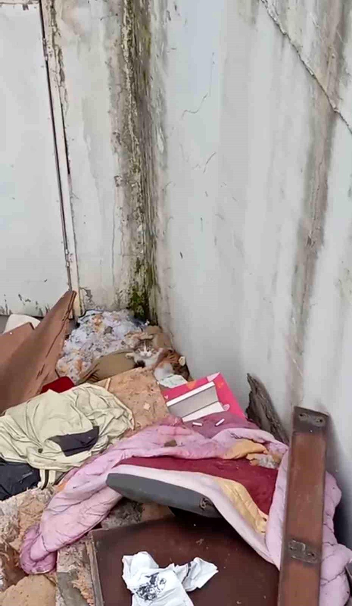 Kağıthane\'de Kediye Taş Atan Şahıslara Cezai İşlem Uygulandı