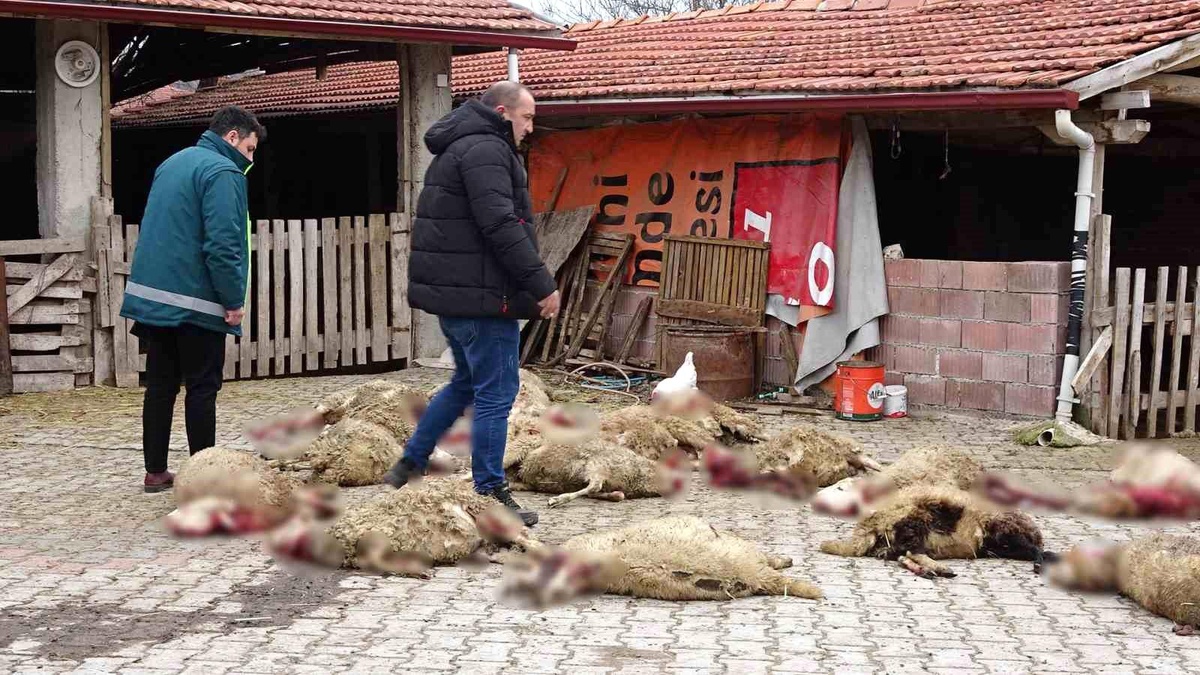 Kütahya\'da Sokak Köpekleri Ahıra Saldırdı: 22 Koyun Telef Oldu