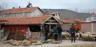Köpeklerin Saldırısı Sonucu 20 Küçükbaş Hayvan Telef Oldu
