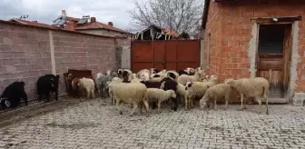 Sokak köpekleri ahırda 22 koyunu öldürdü
