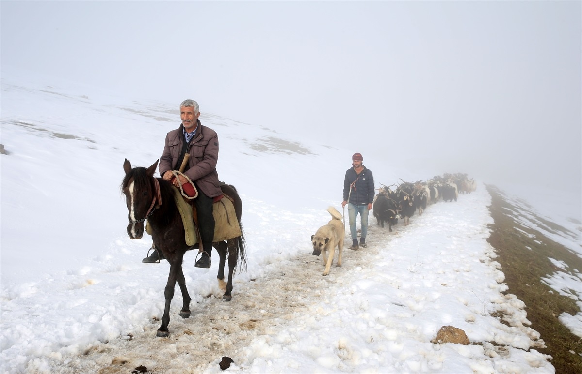 Muş\'ta Besiciler, Yemleri Biten Hayvanlarını Köye Getirdi