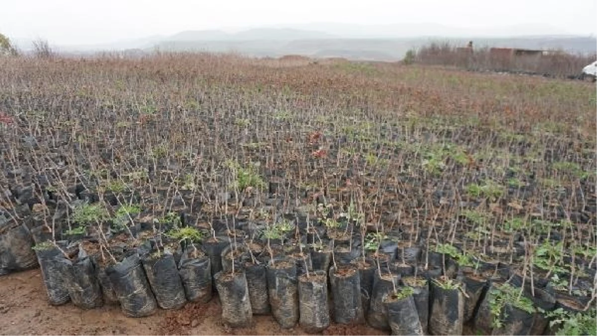 Tarım ve Orman Bakanı Yumaklı, Siirt\'te 100 bin fıstık fidesi dağıtım törenine telefonla bağlandı