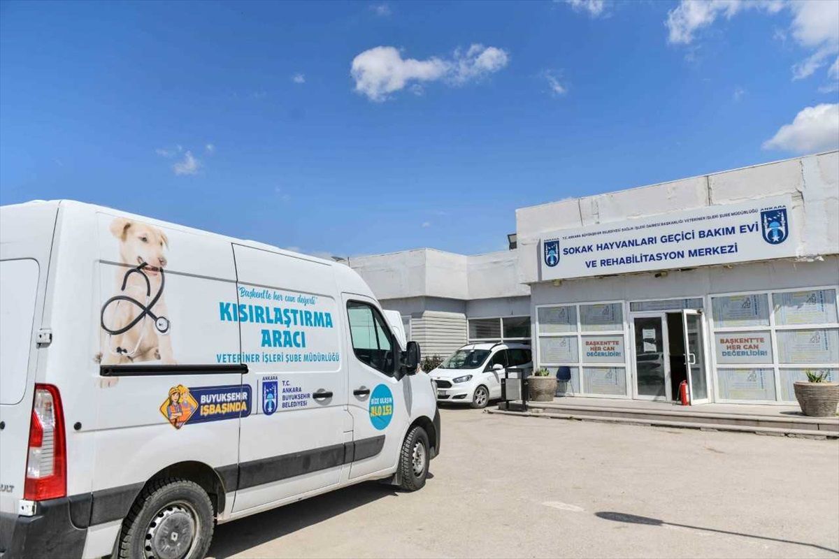 Ankara\'da 4 Bin 800 Sokak Hayvanı Toplatılacak