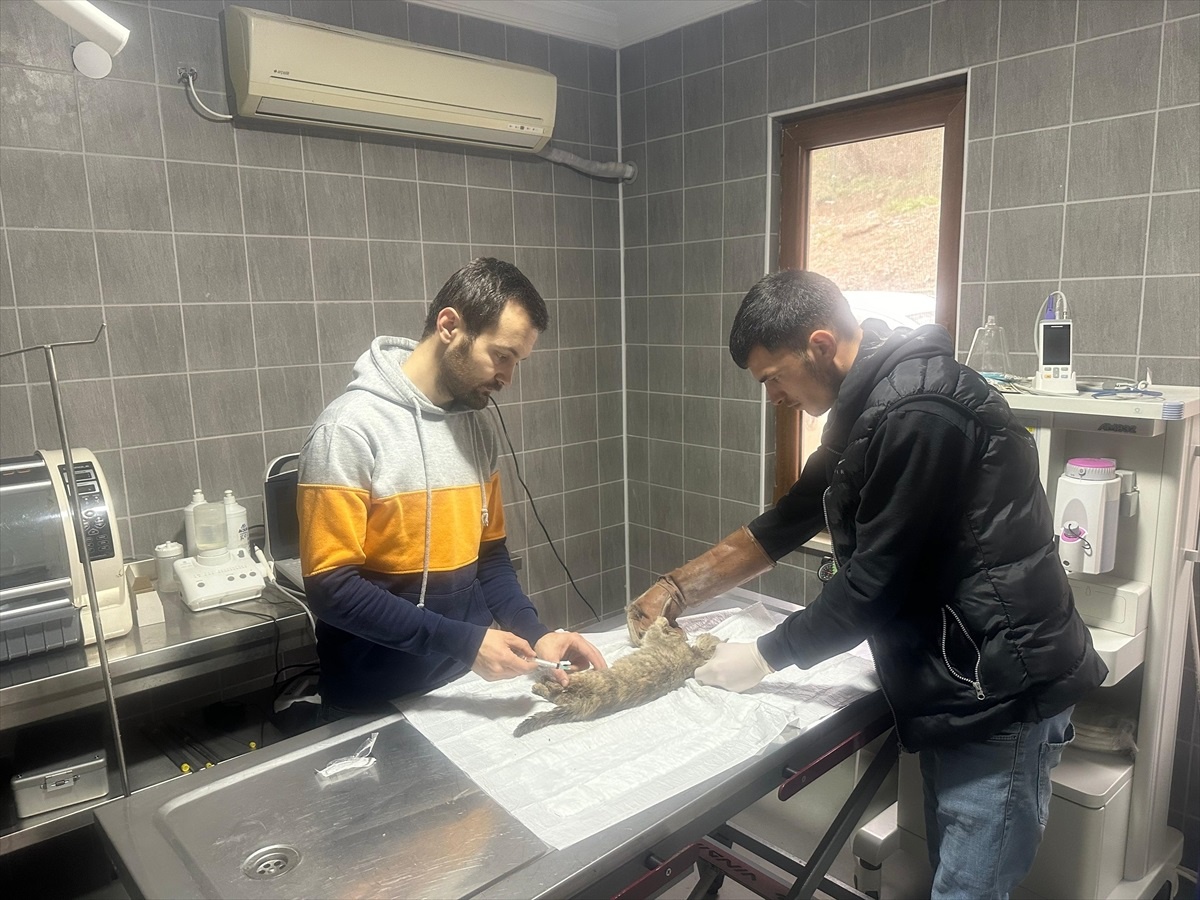 Otomobilin altında sıkışan kedi Bilecik\'te kurtarıldı