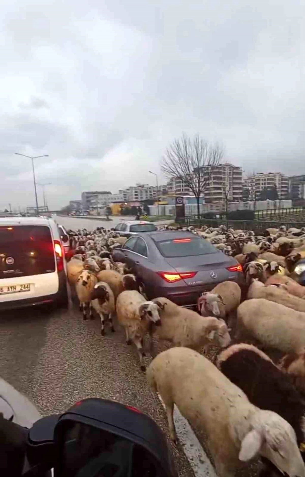 Bursa\'da Koyun Sürüsü Çevre Yoluna Çıkarken Sürücüler İsyan Etti