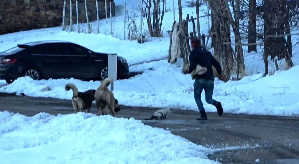 Muş\'ta köpeklerin saldırdığı kedi çoban tarafından kurtarıldı