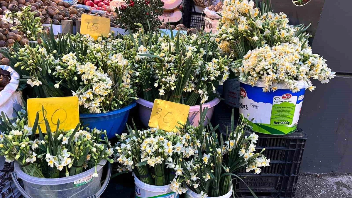 Sinop\'ta doğal olarak yetişen nergis çiçeği ekonomik canlılık kazanıyor