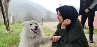 Köpek, Çatıya Çıkıp İtfaiyeyi Yanına Yaklaştırmadı