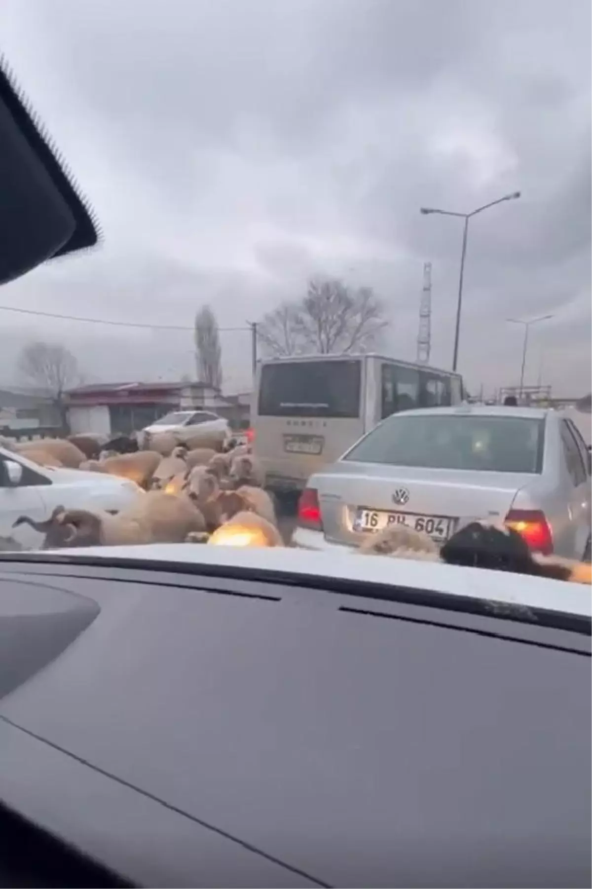 Bursa'da Koyun Sürüsü Trafiği Durdurdu