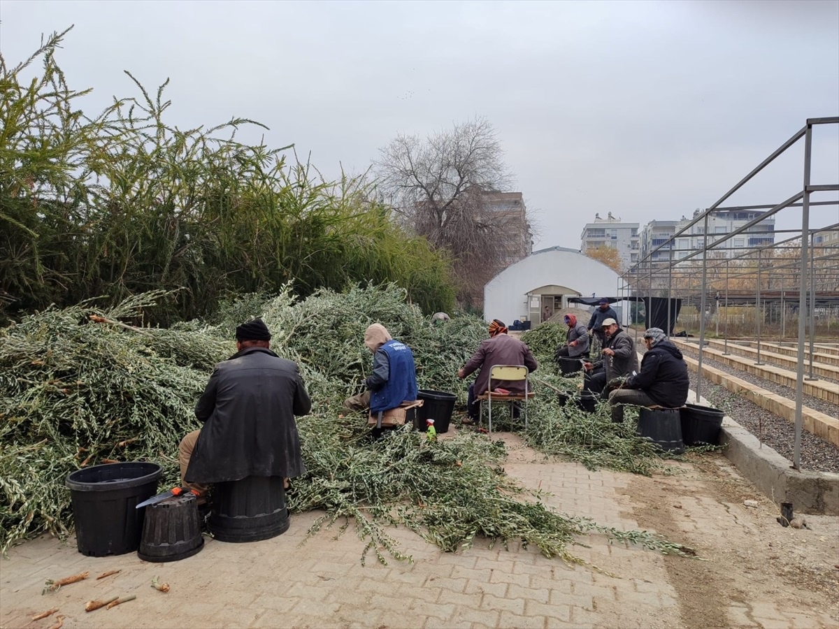 Şanlıurfa Orman Bölge Müdürlüğü\'nde Zeytin Fidanı Üretimi Devam Ediyor