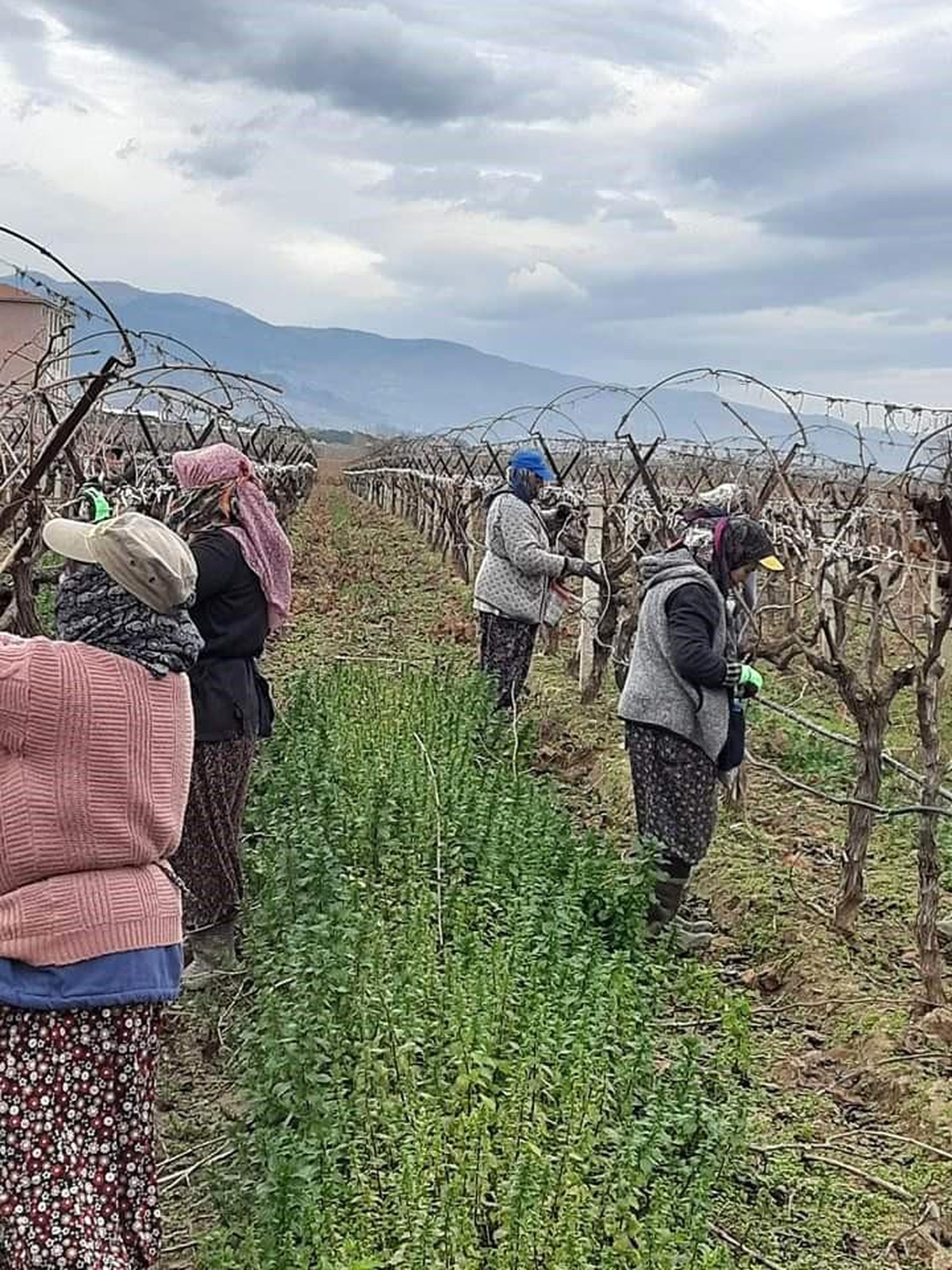 Sarıgöl Ovası\'nda Verimli Tarım İşçileri
