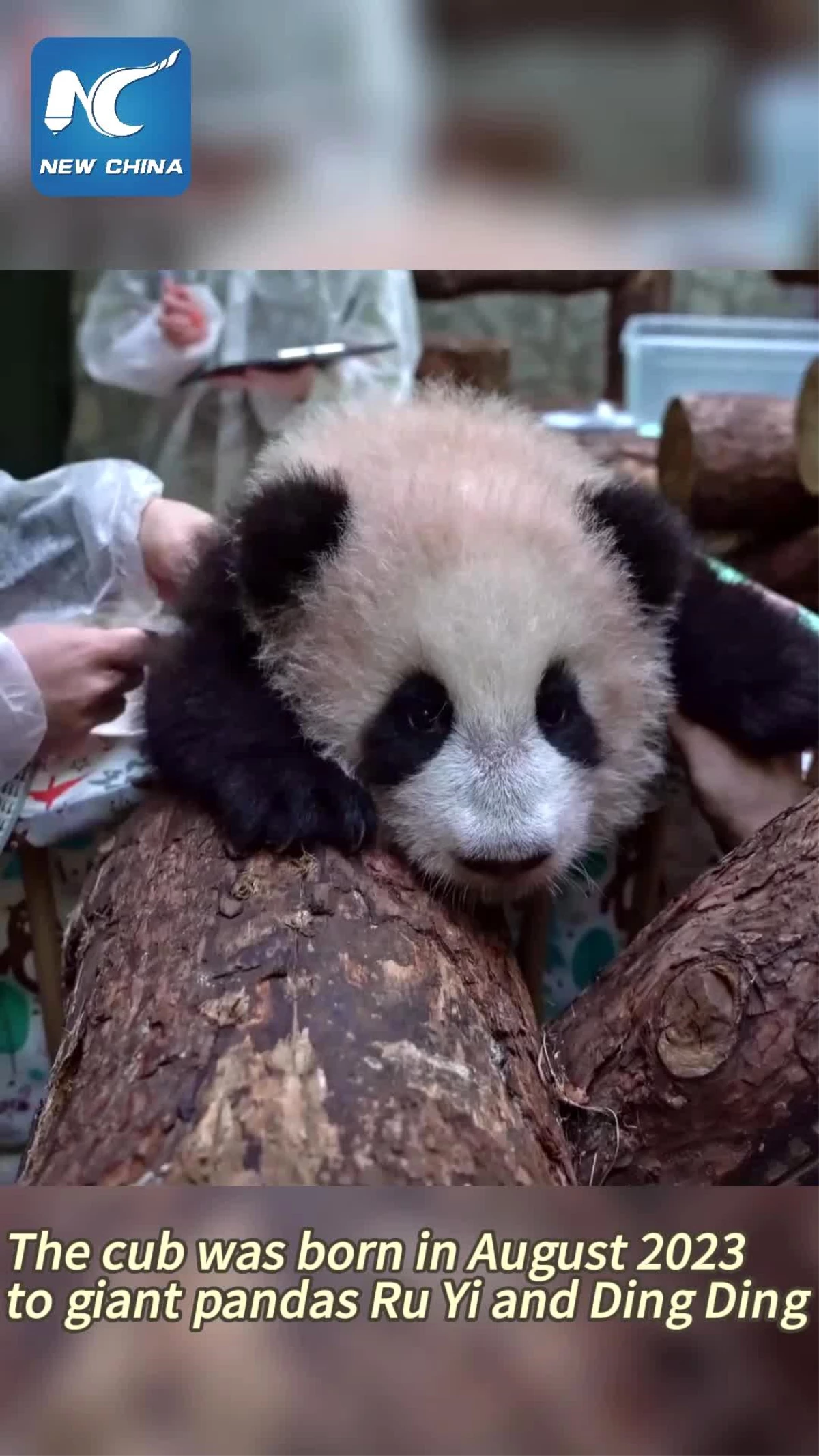 Rusya\'nın ilk dev panda yavrusuna Katyuşa adı verildi