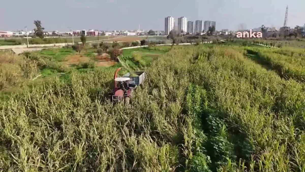 Tarsus Belediyesi, Ücretsiz Silajlık Mısır Dağıtımı Yapacak