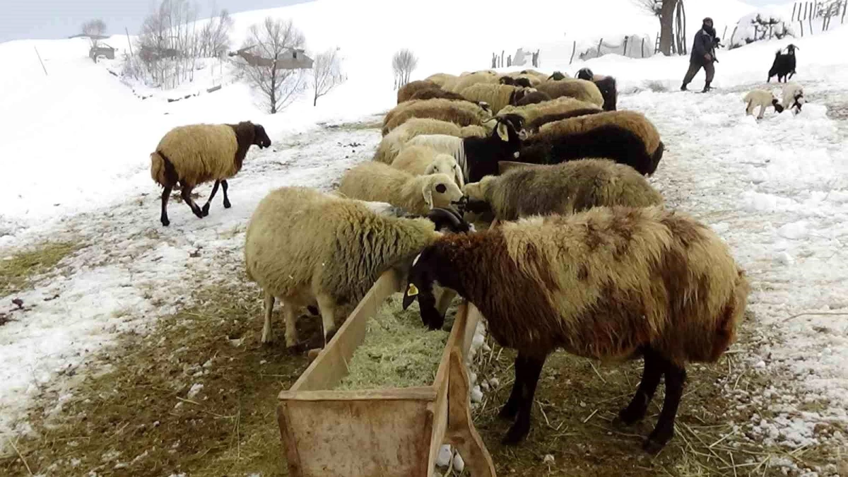 Erzincan\'da Kar Altında Hayvan Besleme