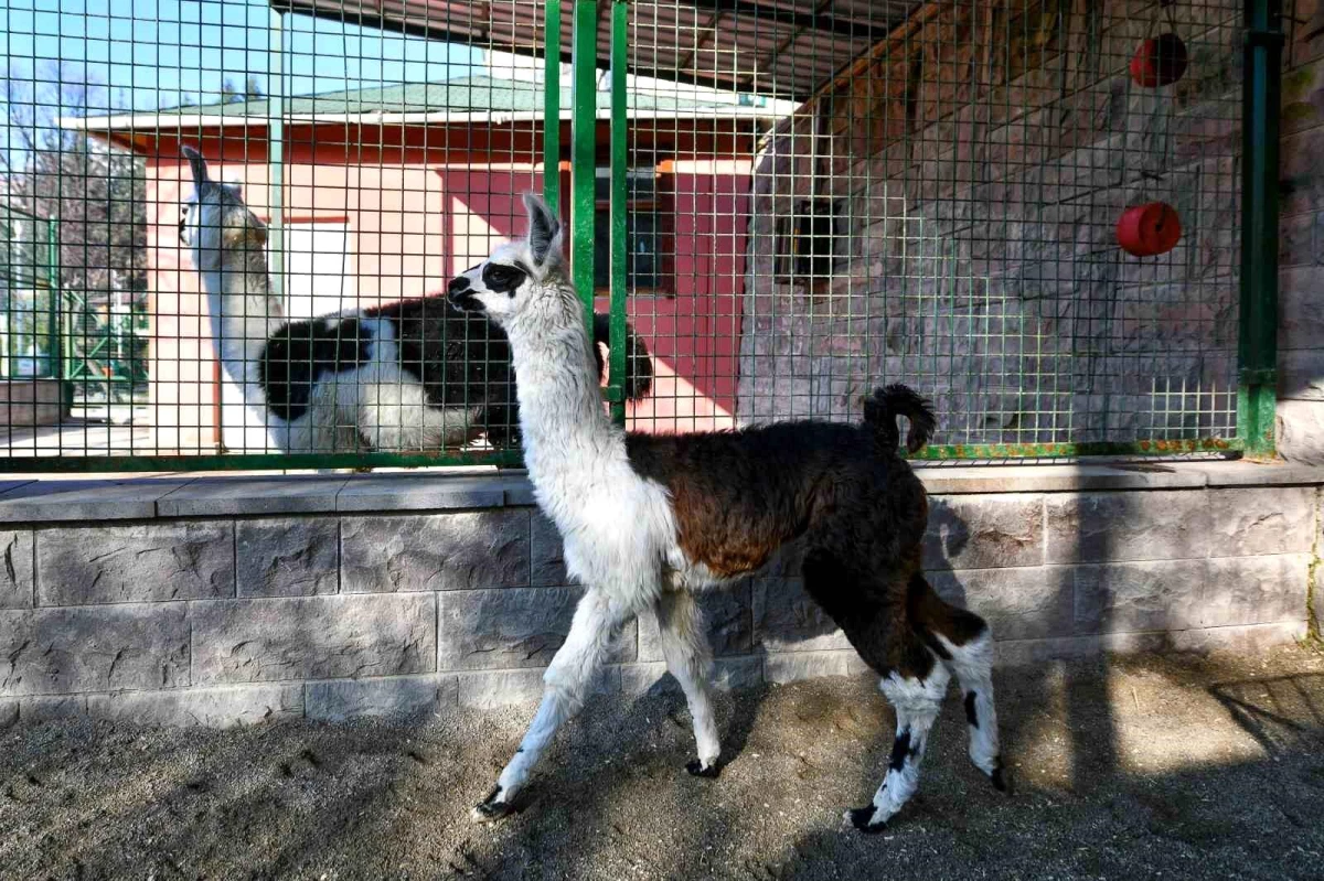 Ankara\'da Evcil Hayvanlar Parklarında Yavru Lama ve Kanguru Heyecanı