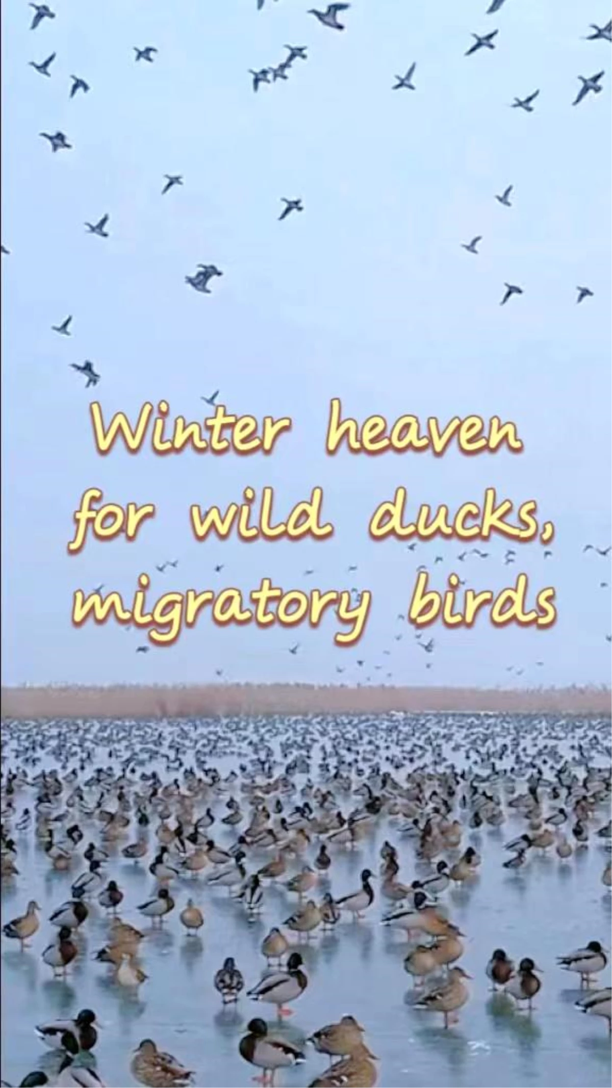 Göldeki yaban ördekleri ve göçmen kuşların çeşitli görüntüleri
