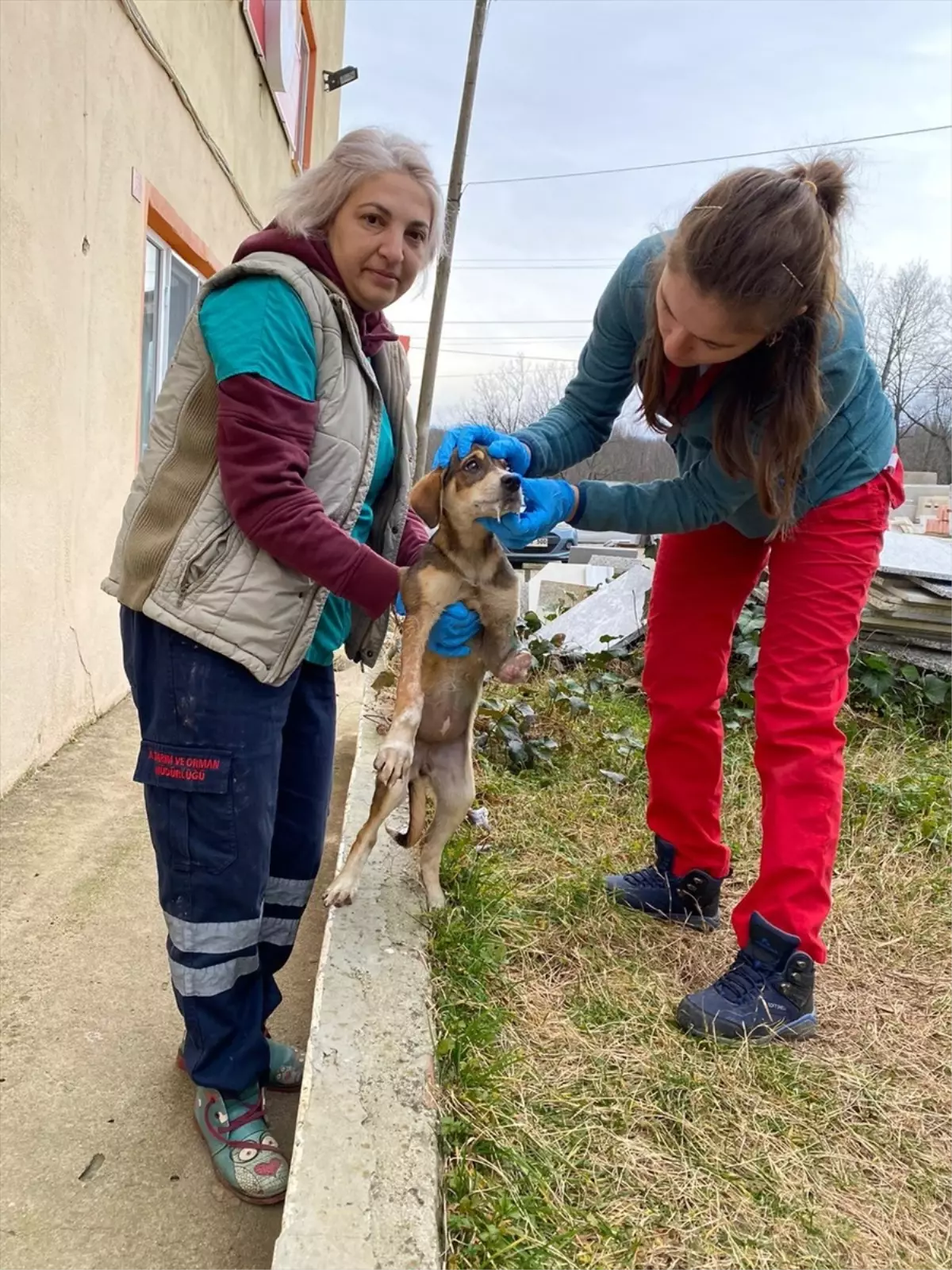 Demirköy ilçesinde yaralı halde bulunan sahipsiz köpek tedavi altına alındı