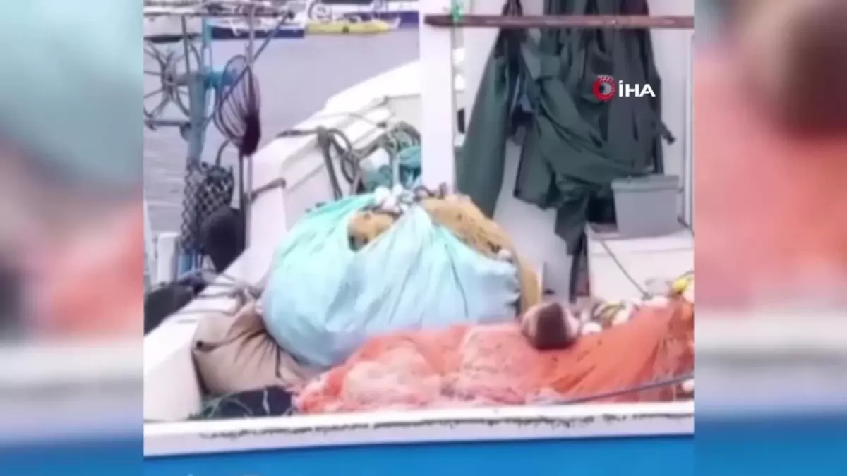 Sinop\'ta nesli tükenme tehlikesindeki su samuru kameraya yakalandı