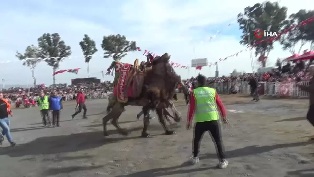 Yılın İlk Deve Güreşi İncirliova\'da Yapıldı