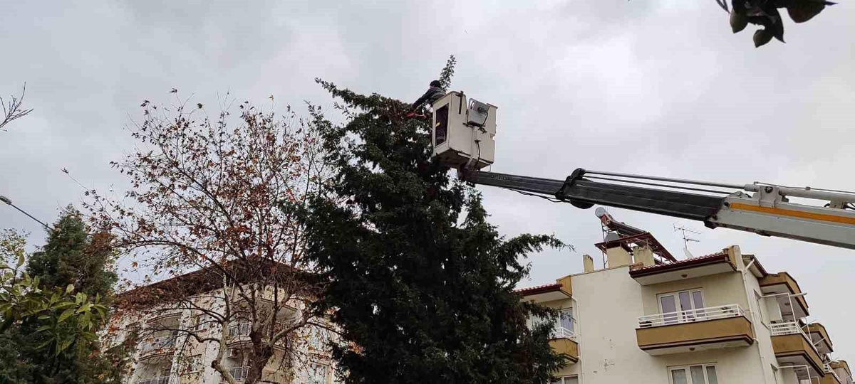 Aydın Büyükşehir Belediyesi, tehlike oluşturan ağaca müdahale etti