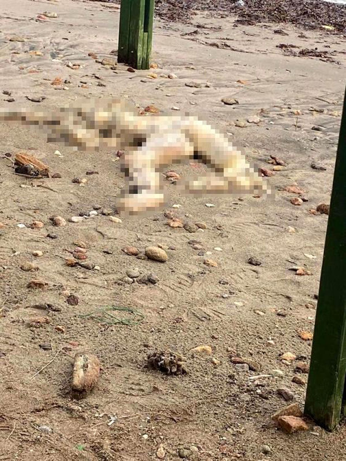 Muğla\'nın Bodrum ilçesinde sahilde bir ceset bulundu