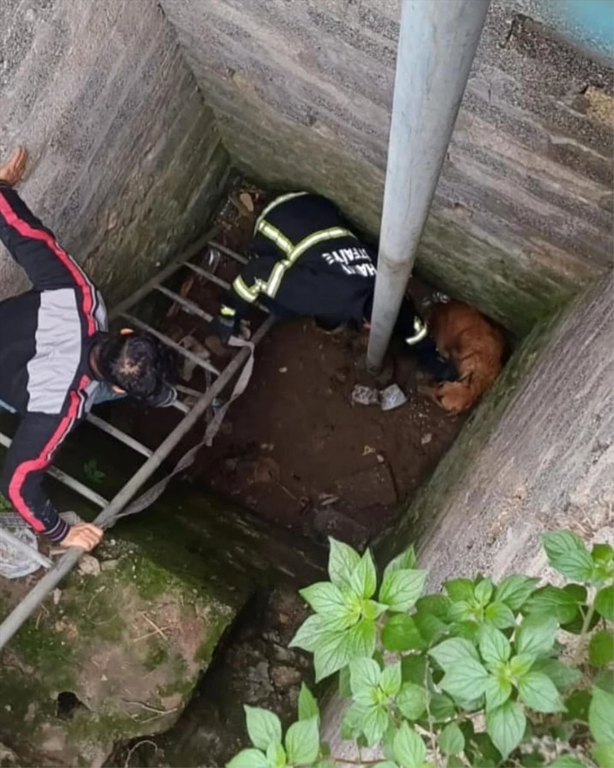 Samandağ ilçesinde kuyuya düşen köpek itfaiye ekiplerince kurtarıldı