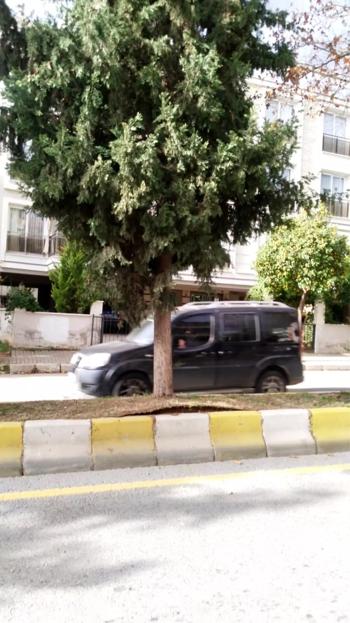 Aydın\'da köklerinden ayrılan ağaç tehlike oluşturuyor