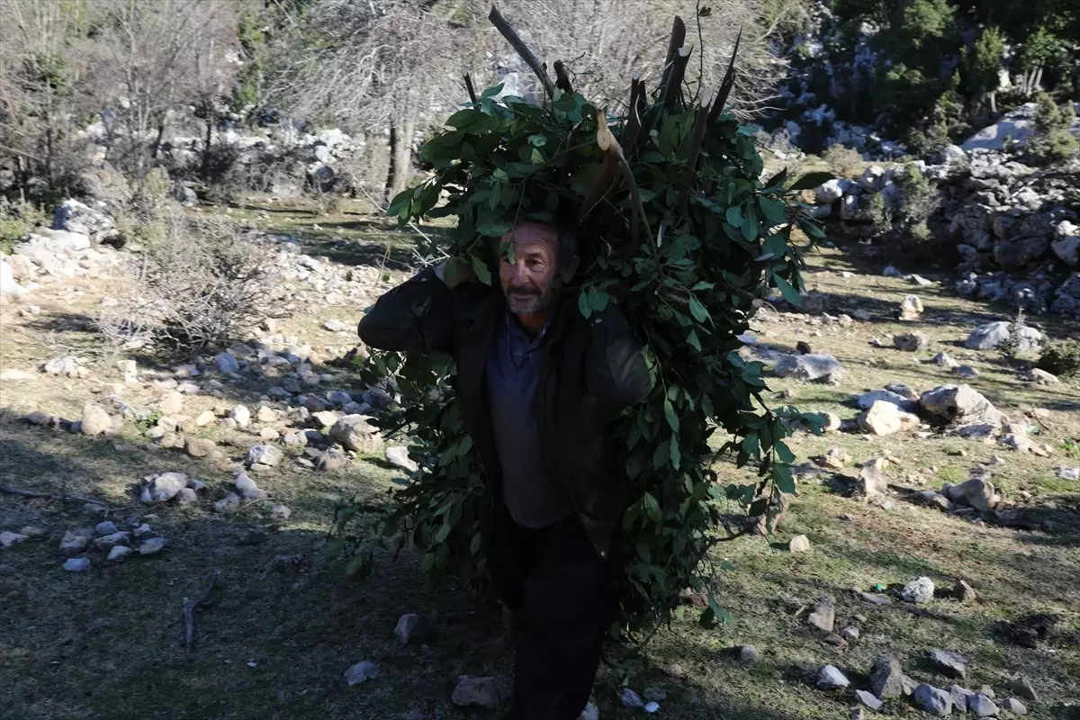 Osmaniye\'de Orman Köylüleri Defne Yaprağı Toplayarak Geçim Sağlıyor