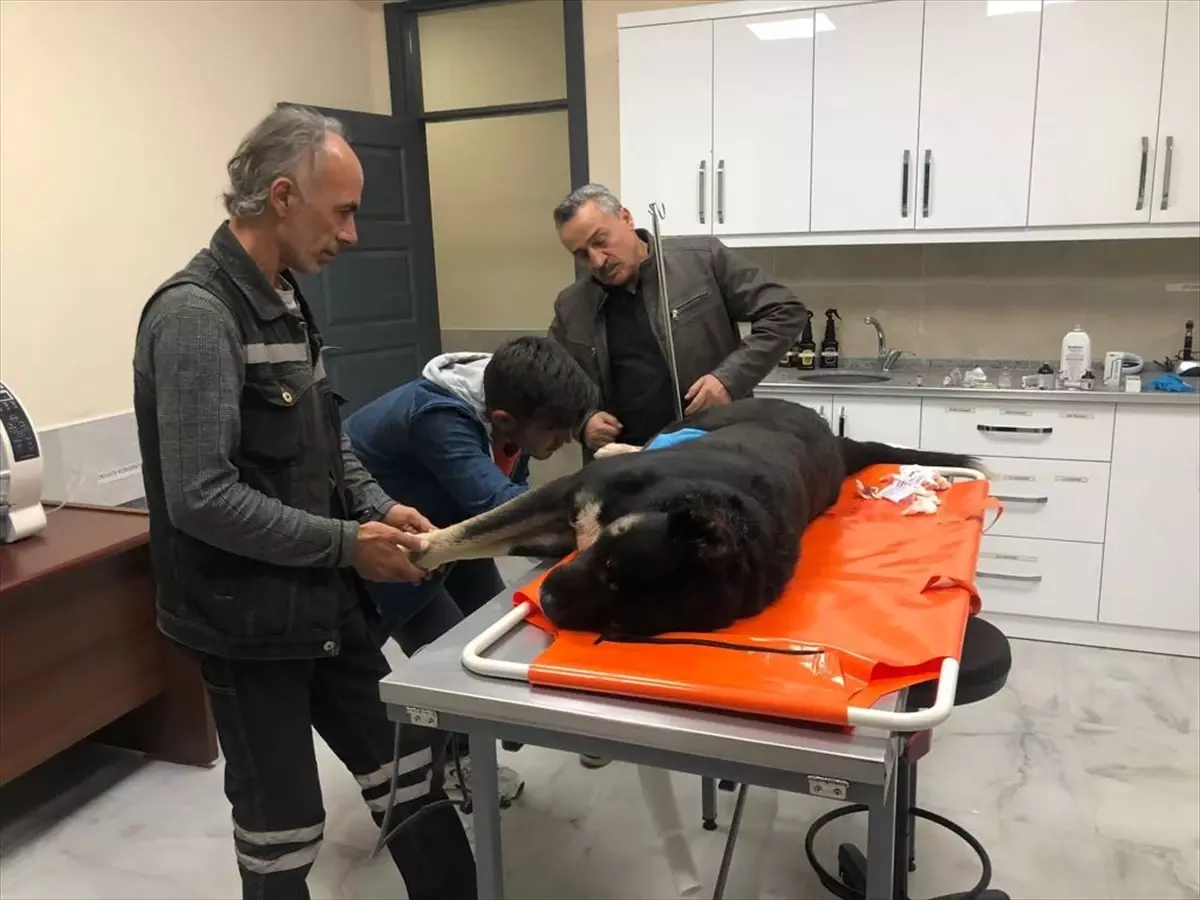 Seydişehir Belediyesi tarafından açılan Sahipsiz Hayvan Bakım ve Rehabilitasyon Merkezi'nde 187 hayvan tedavi edildi